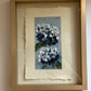 Hydrangea Fun