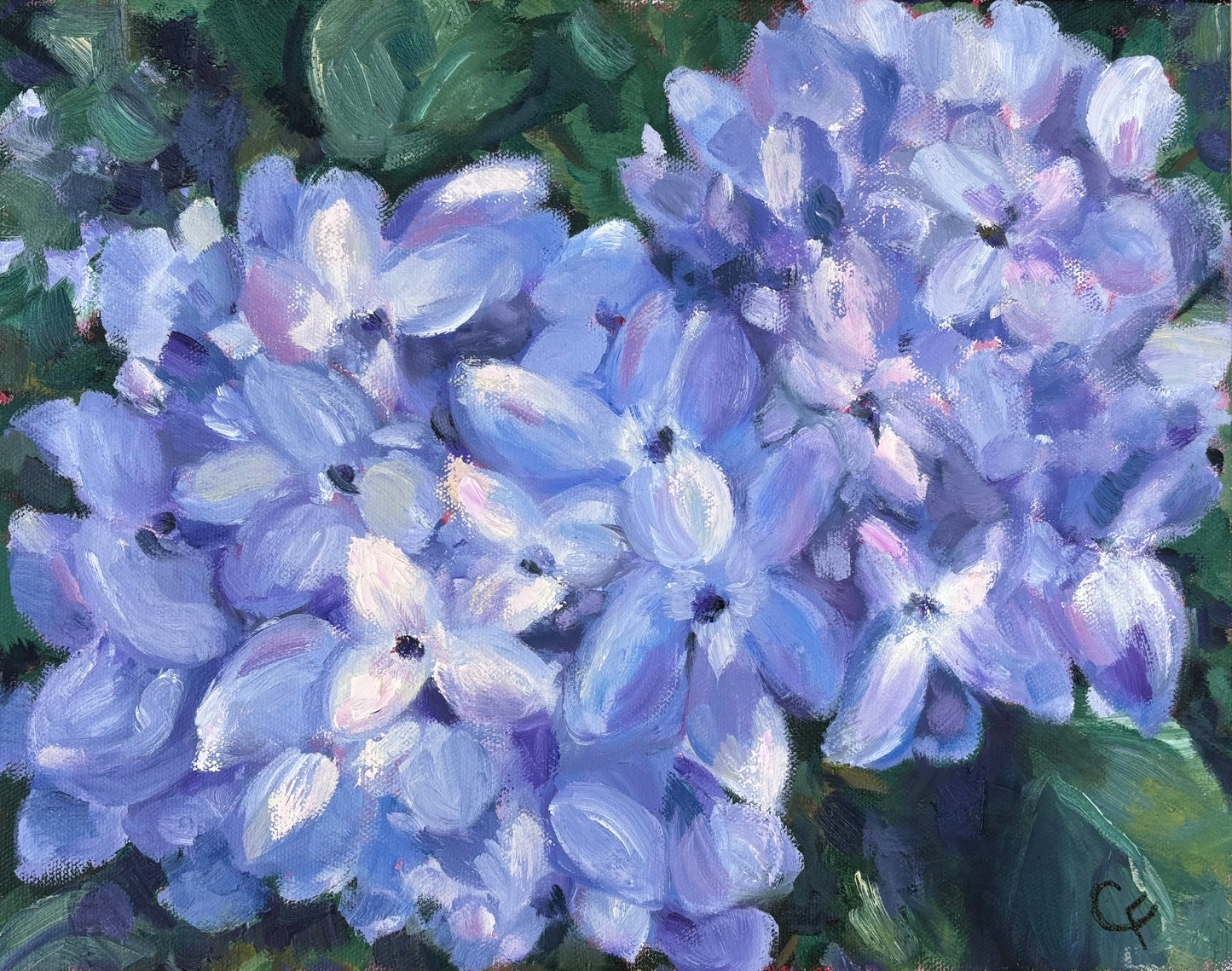 Southern Hydrangea