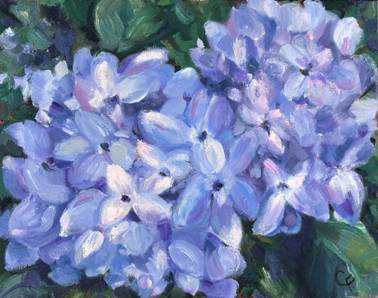 Southern Hydrangea